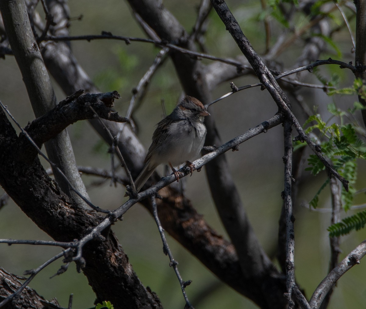 Rufous-winged Sparrow - David Robinson