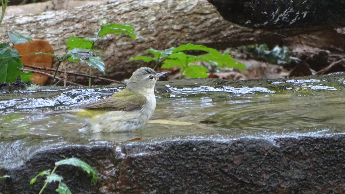 Tennessee Warbler - Amy Simmons