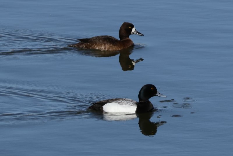 Greater Scaup - ML618002605