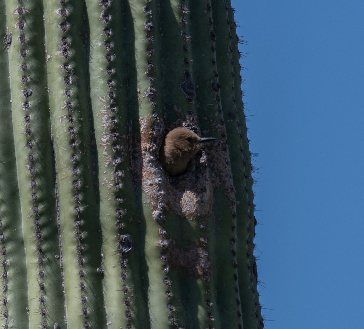 Pic des saguaros - ML618002620