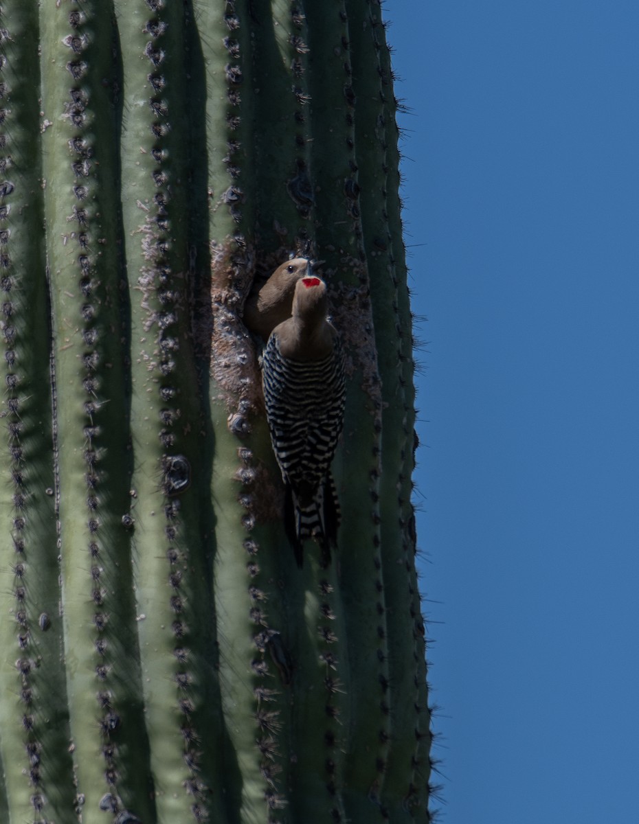 Pic des saguaros - ML618002625