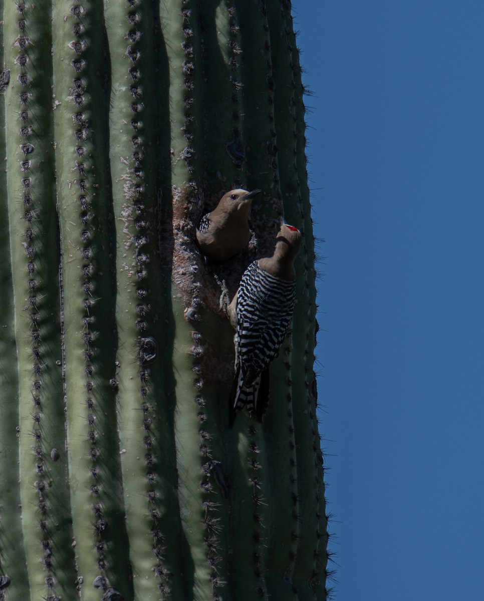 Pic des saguaros - ML618002629