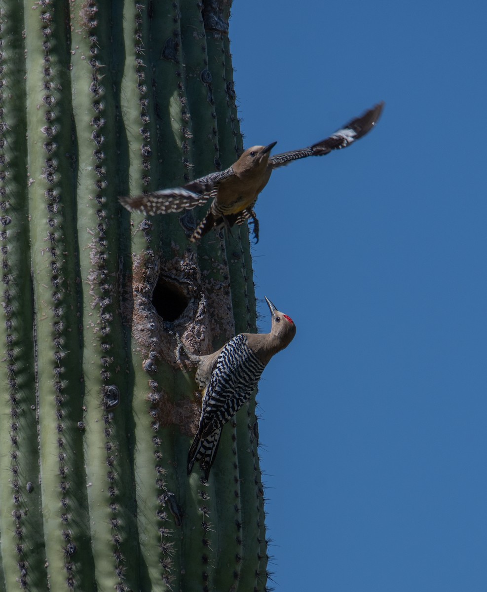 Pic des saguaros - ML618002633