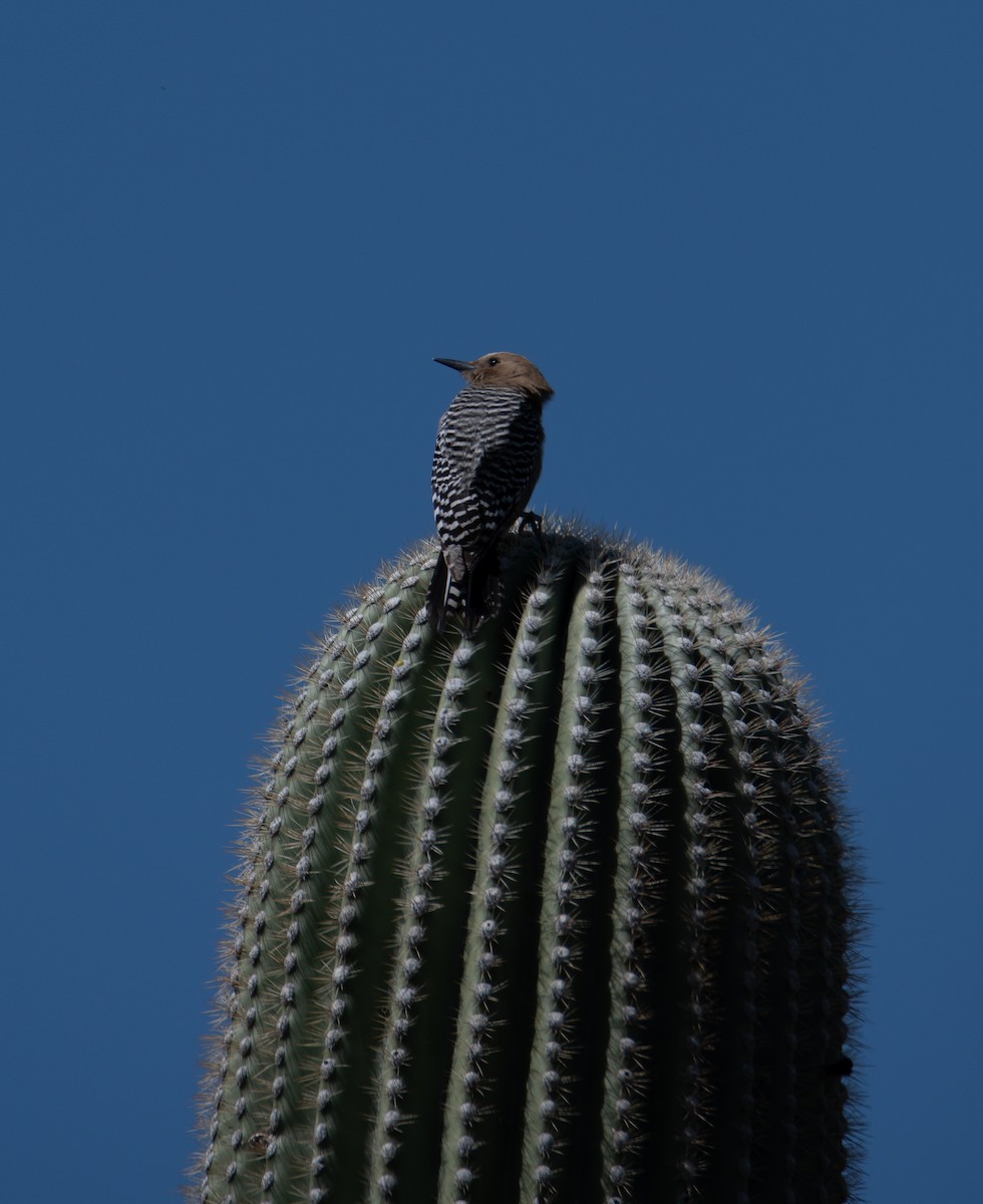 Pic des saguaros - ML618002635