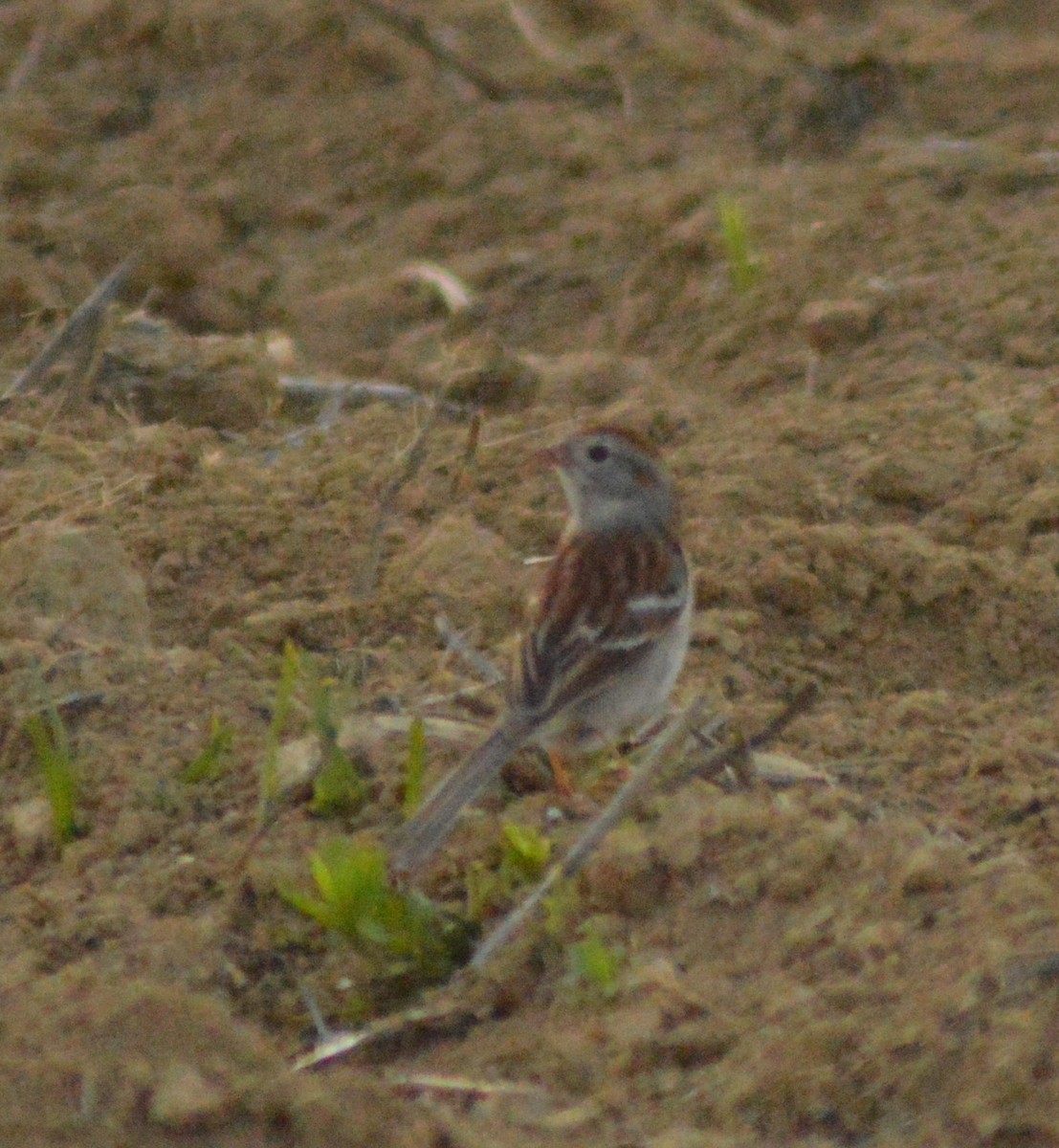 Field Sparrow - Ryan Pudwell