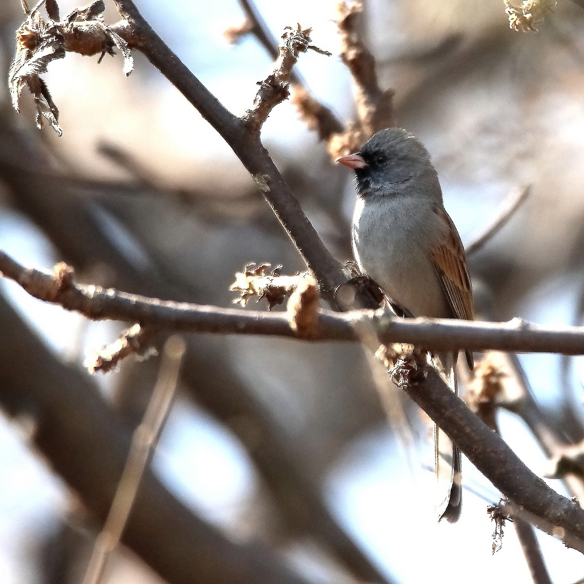 Black-chinned Sparrow - ML618002744