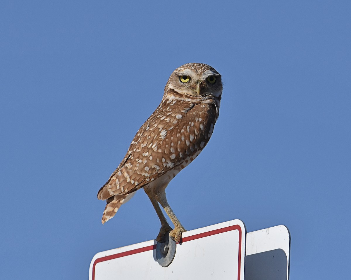 Burrowing Owl - Brian Hicks