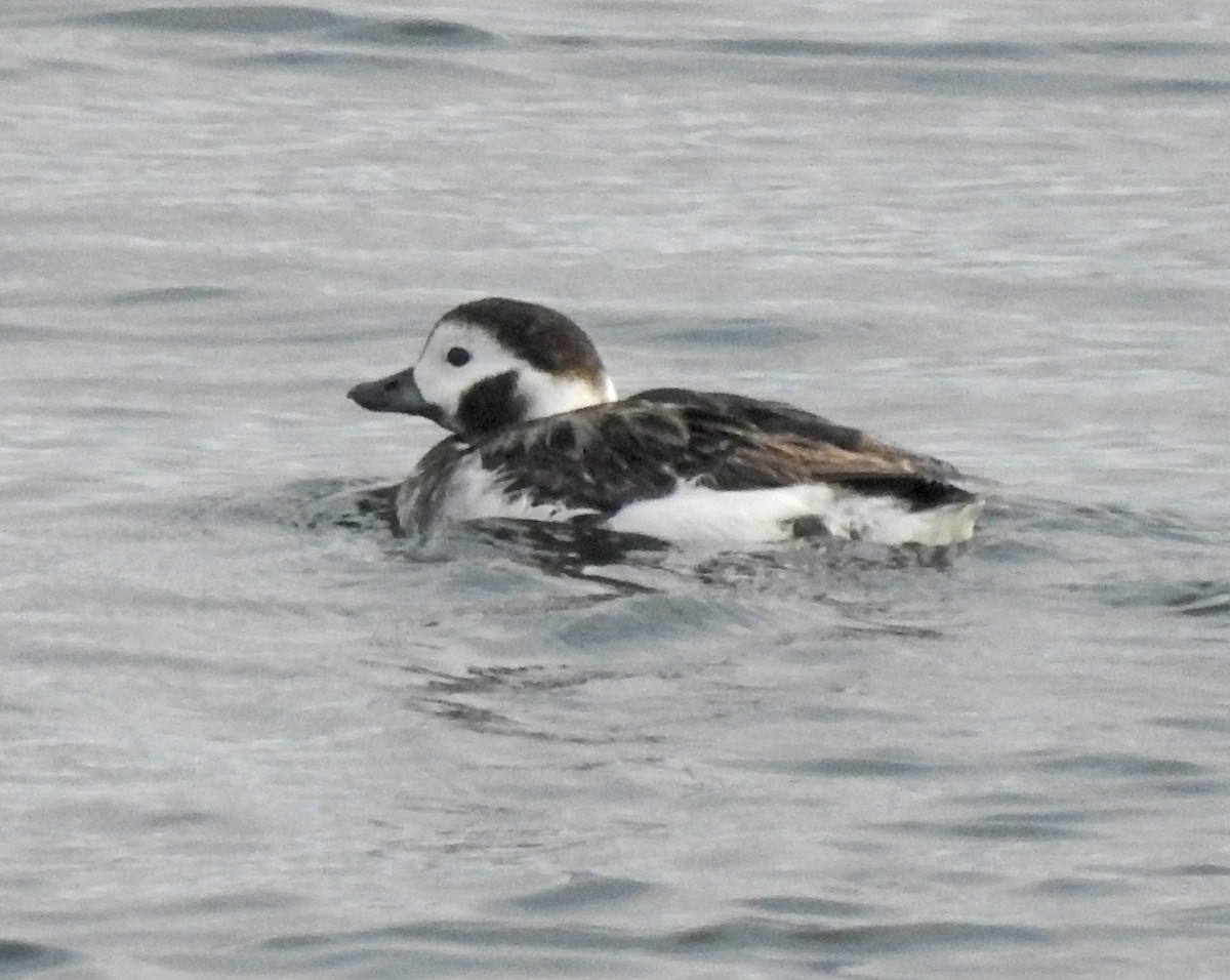Long-tailed Duck - ML618002757