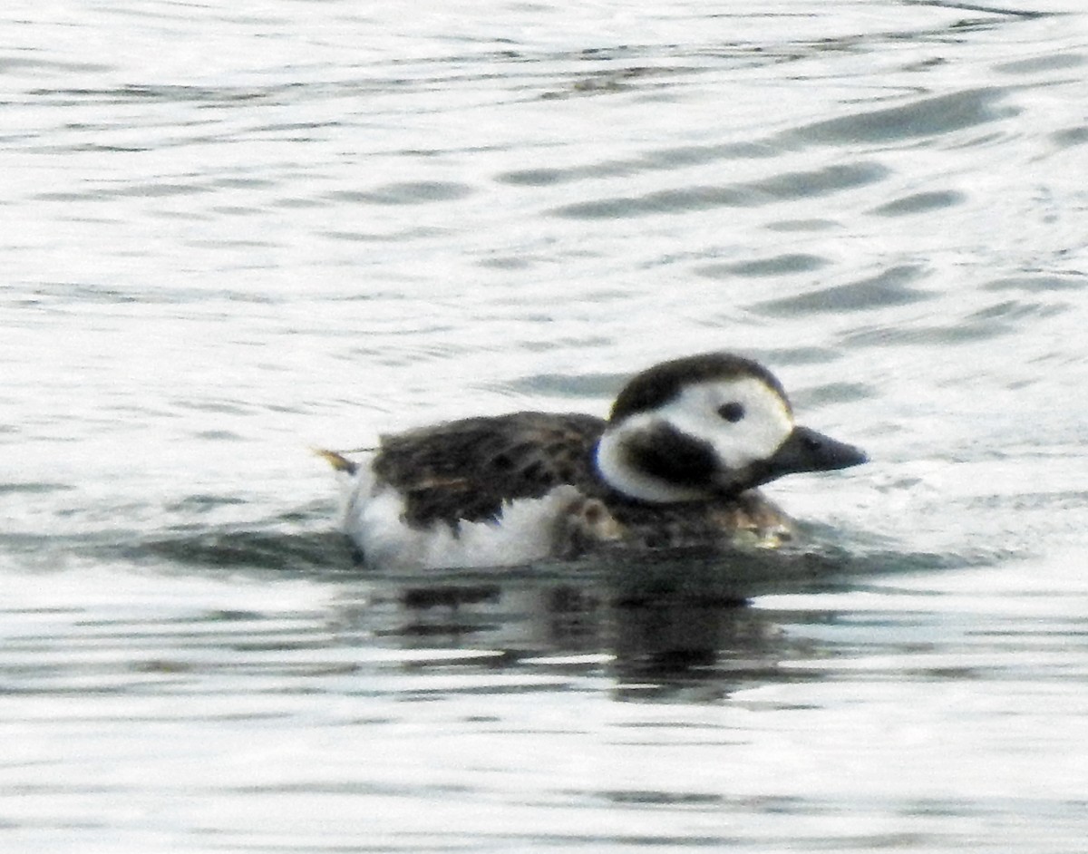 Long-tailed Duck - ML618002758