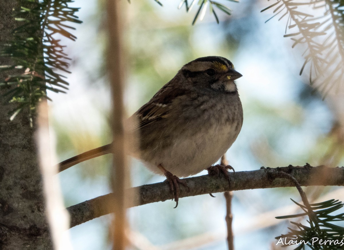 White-throated Sparrow - ML618002768