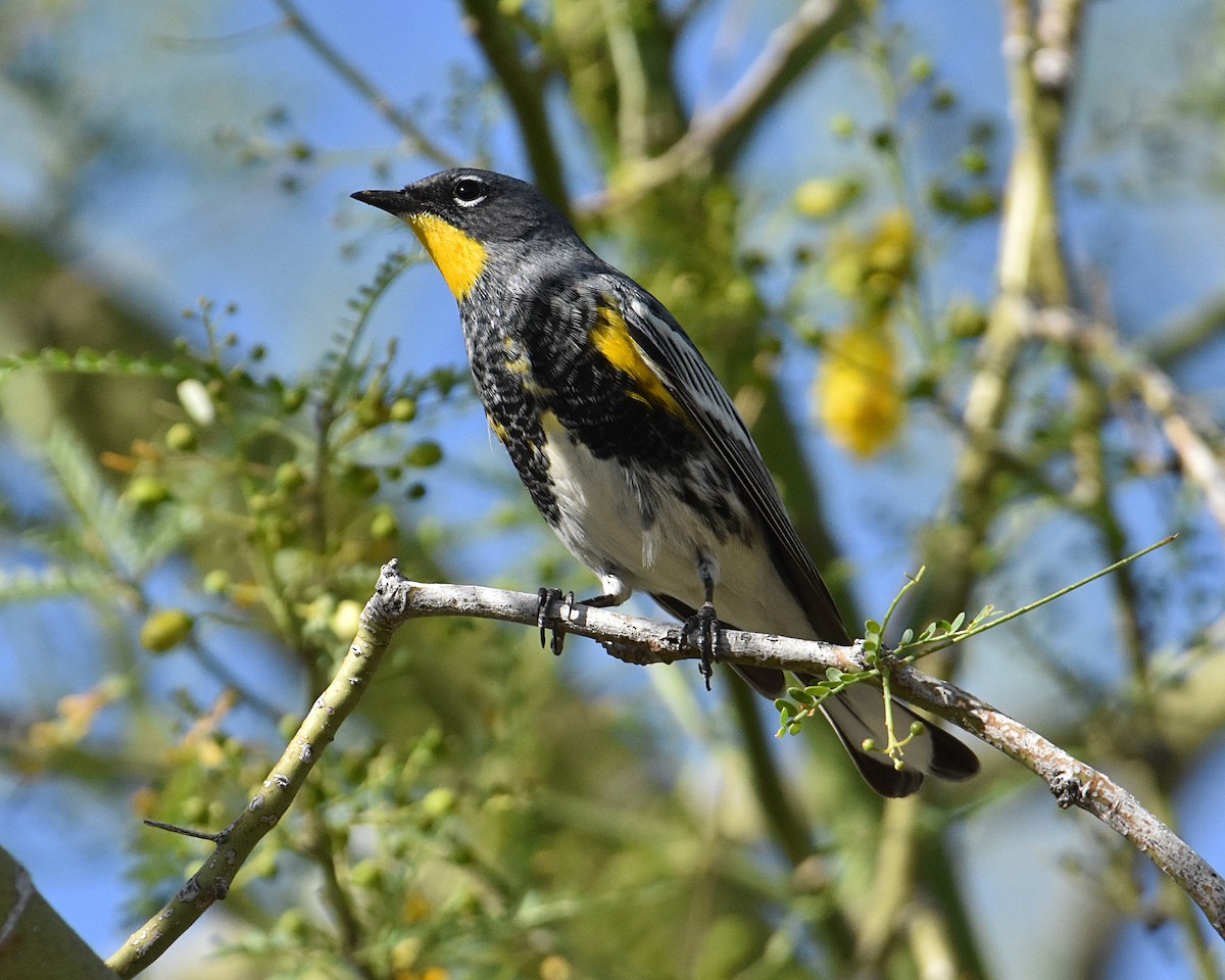 Yellow-rumped Warbler (Audubon's) - ML618002771