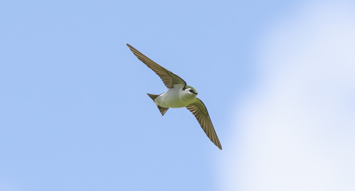 Violet-green Swallow - Thomas Olson