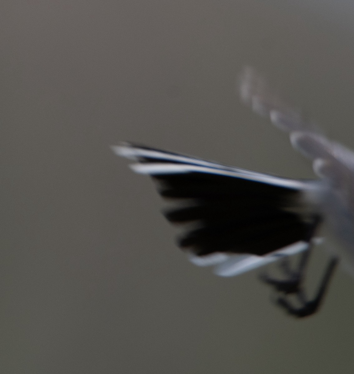 Black-tailed Gnatcatcher - David Robinson