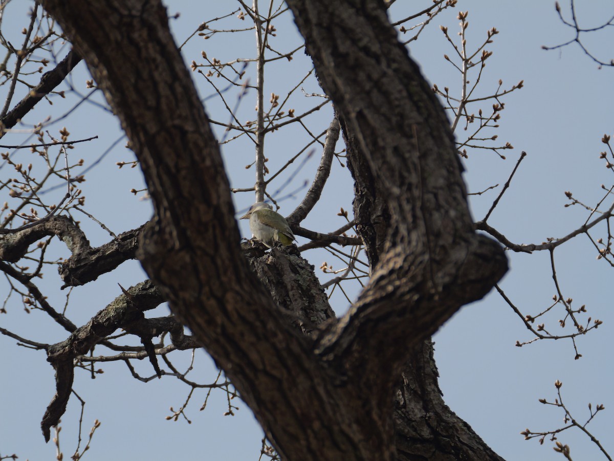 Gray-headed Woodpecker - ML618002886