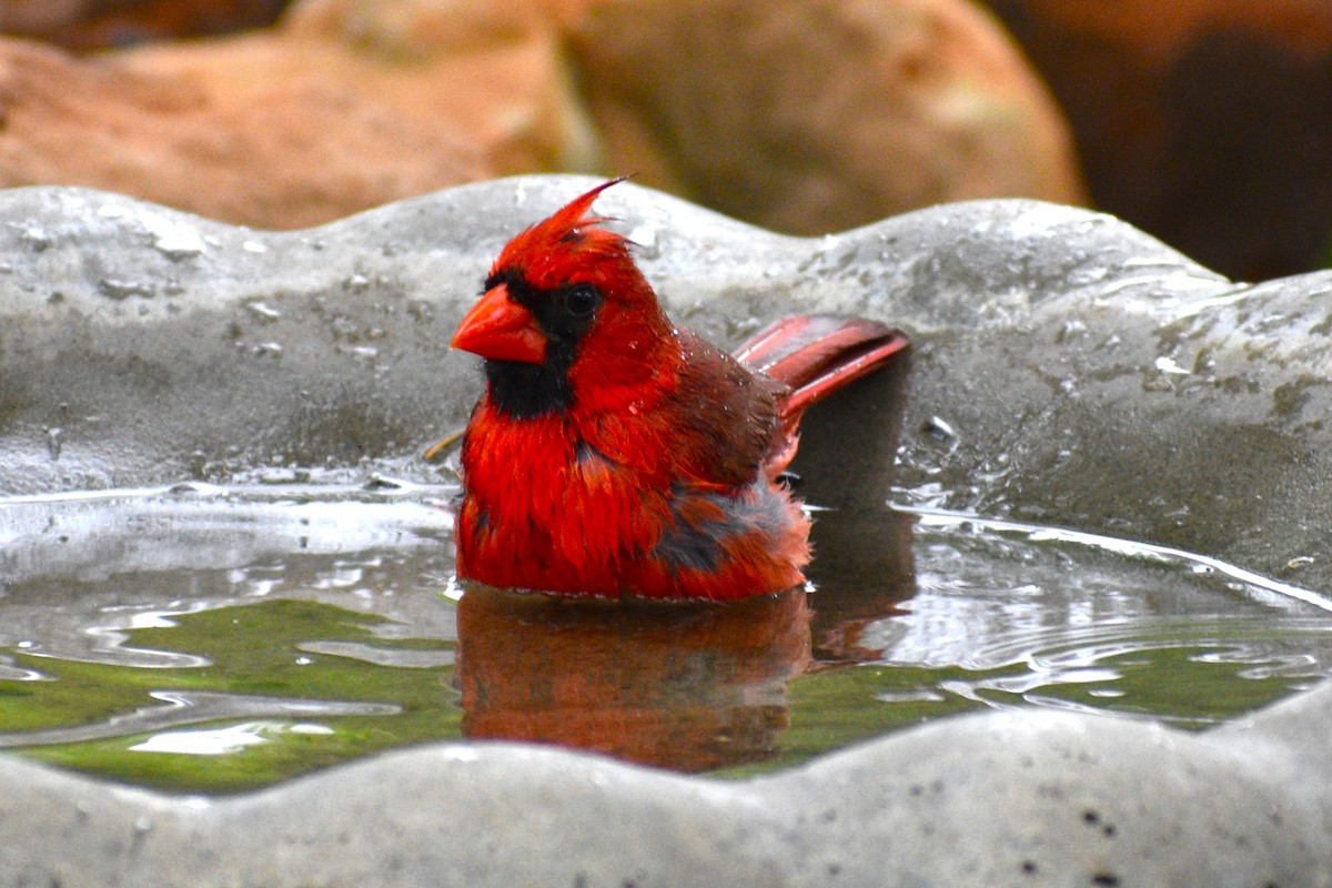 Cardinal rouge - ML618002897