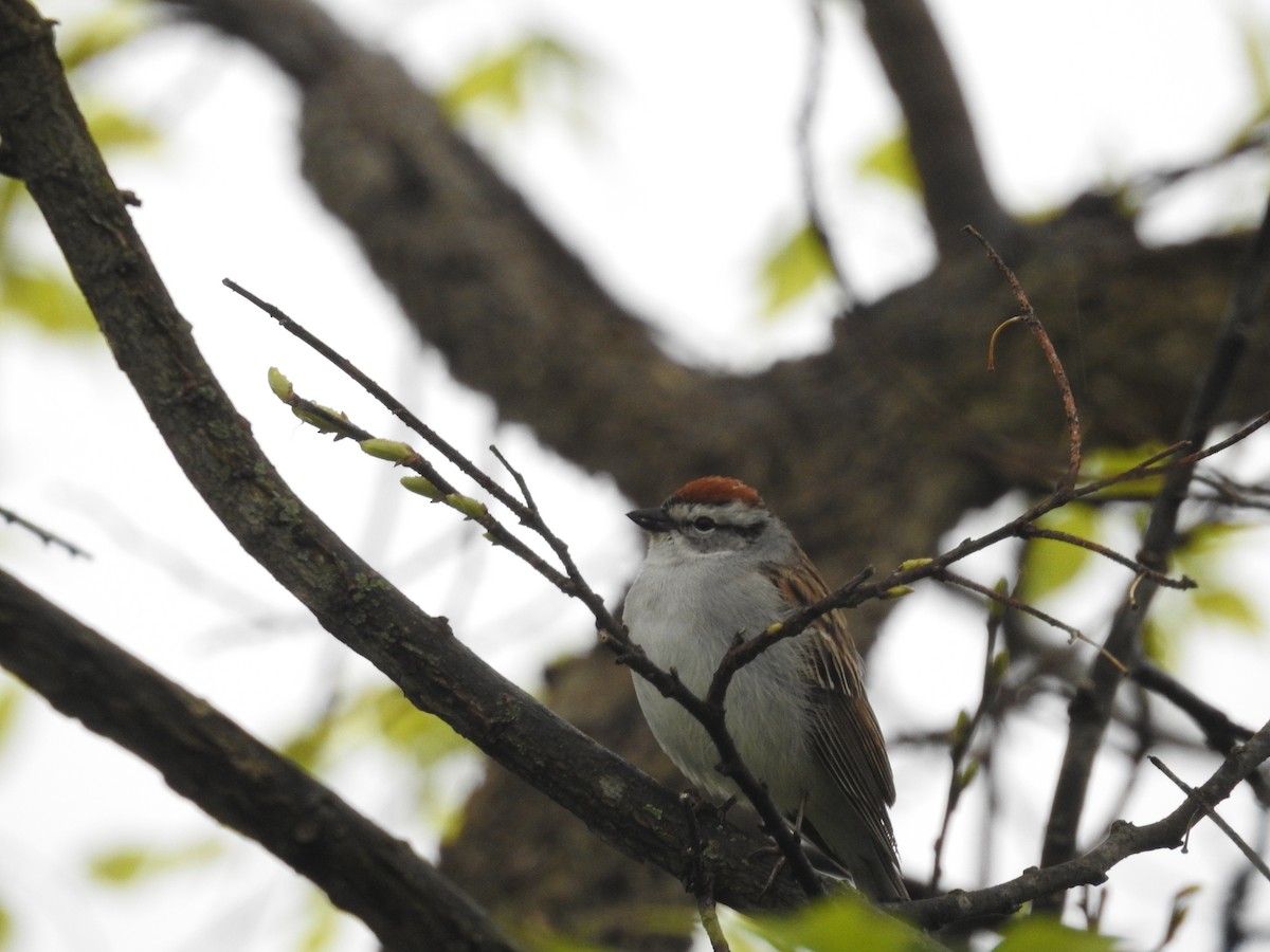Chipping Sparrow - ML618002979