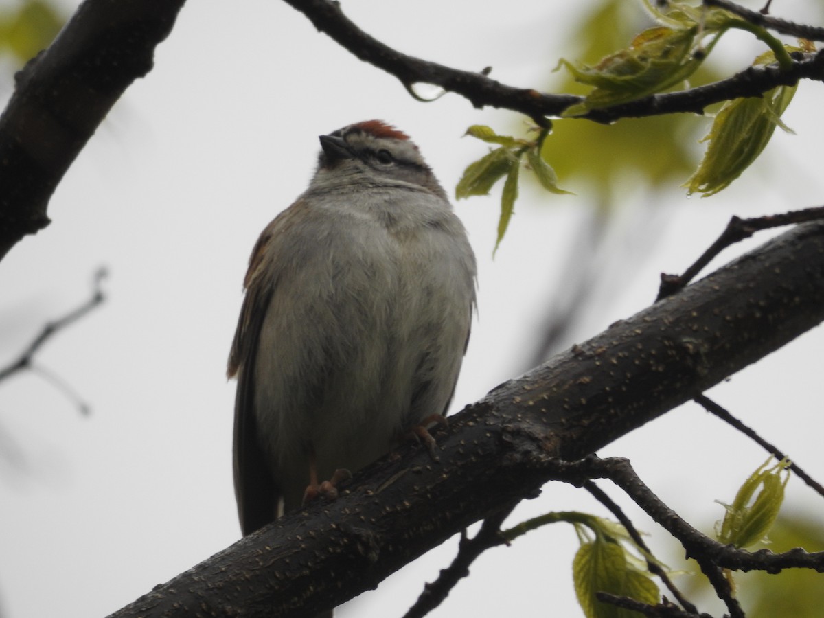 Chipping Sparrow - Kevin Slattery