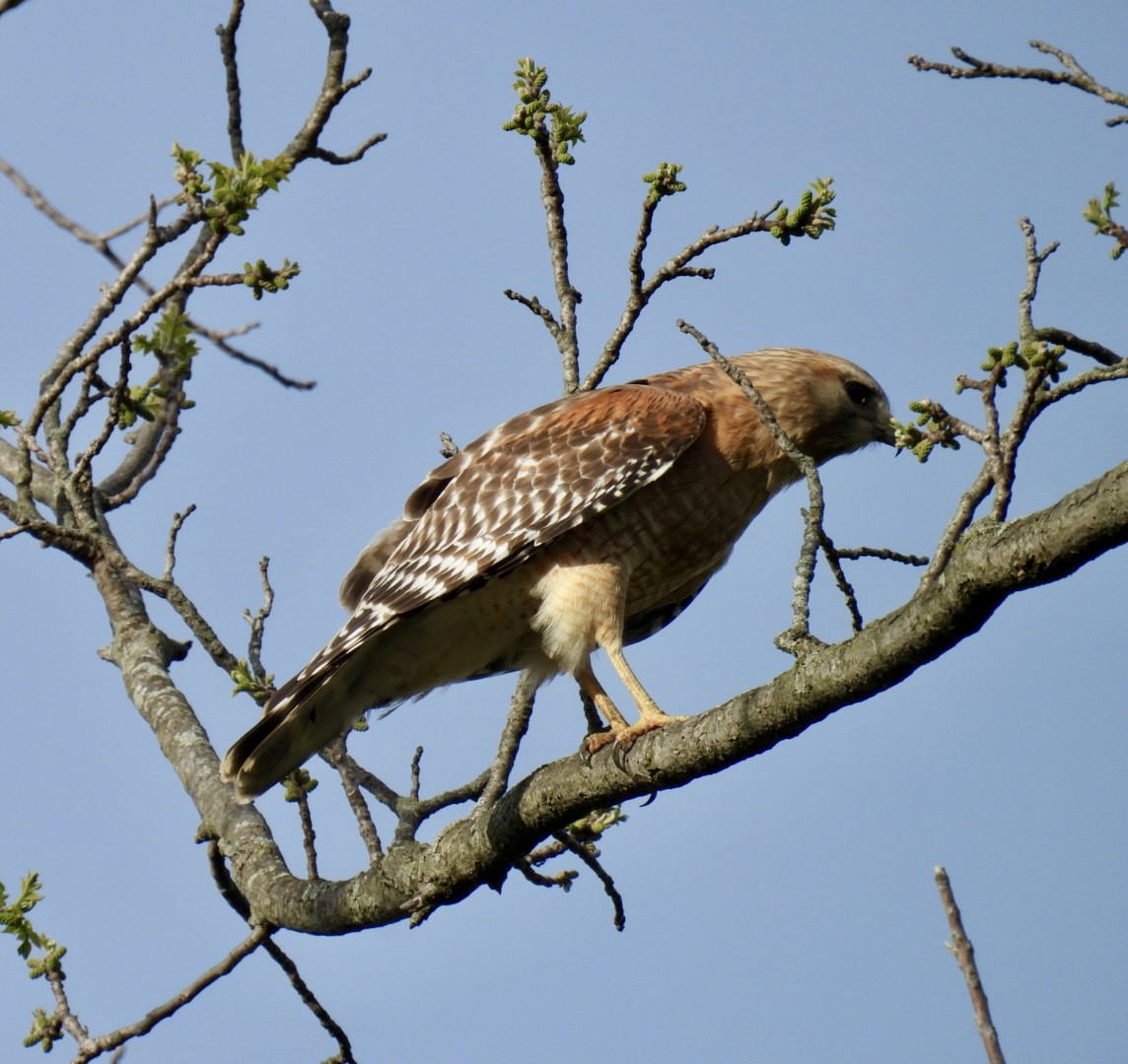 Red-shouldered Hawk - Tracy Wiczer