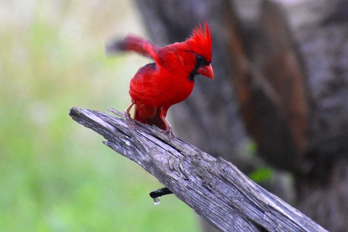 Cardinal rouge - ML618003021