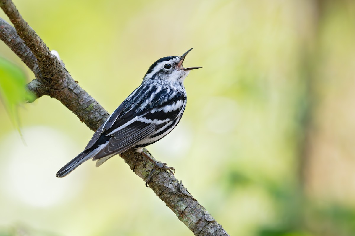 Black-and-white Warbler - ML618003028