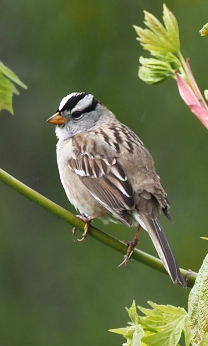 White-crowned Sparrow - ML618003035