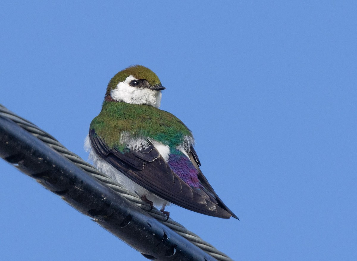 Violet-green Swallow - Jim Scarff