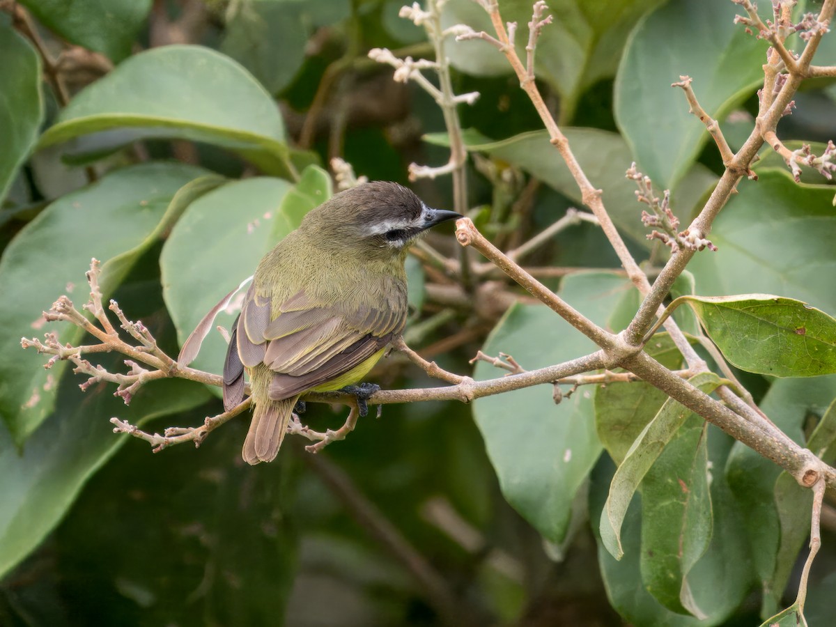 Brown-capped Tyrannulet - ML618003049