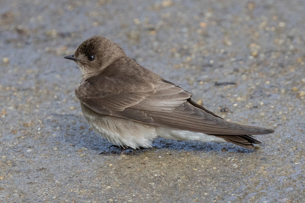 Northern Rough-winged Swallow - ML618003064