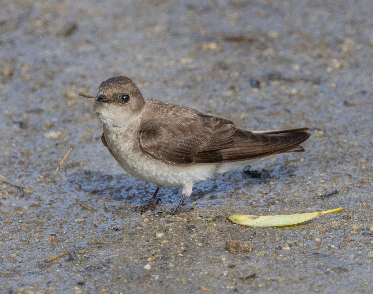 Northern Rough-winged Swallow - ML618003065