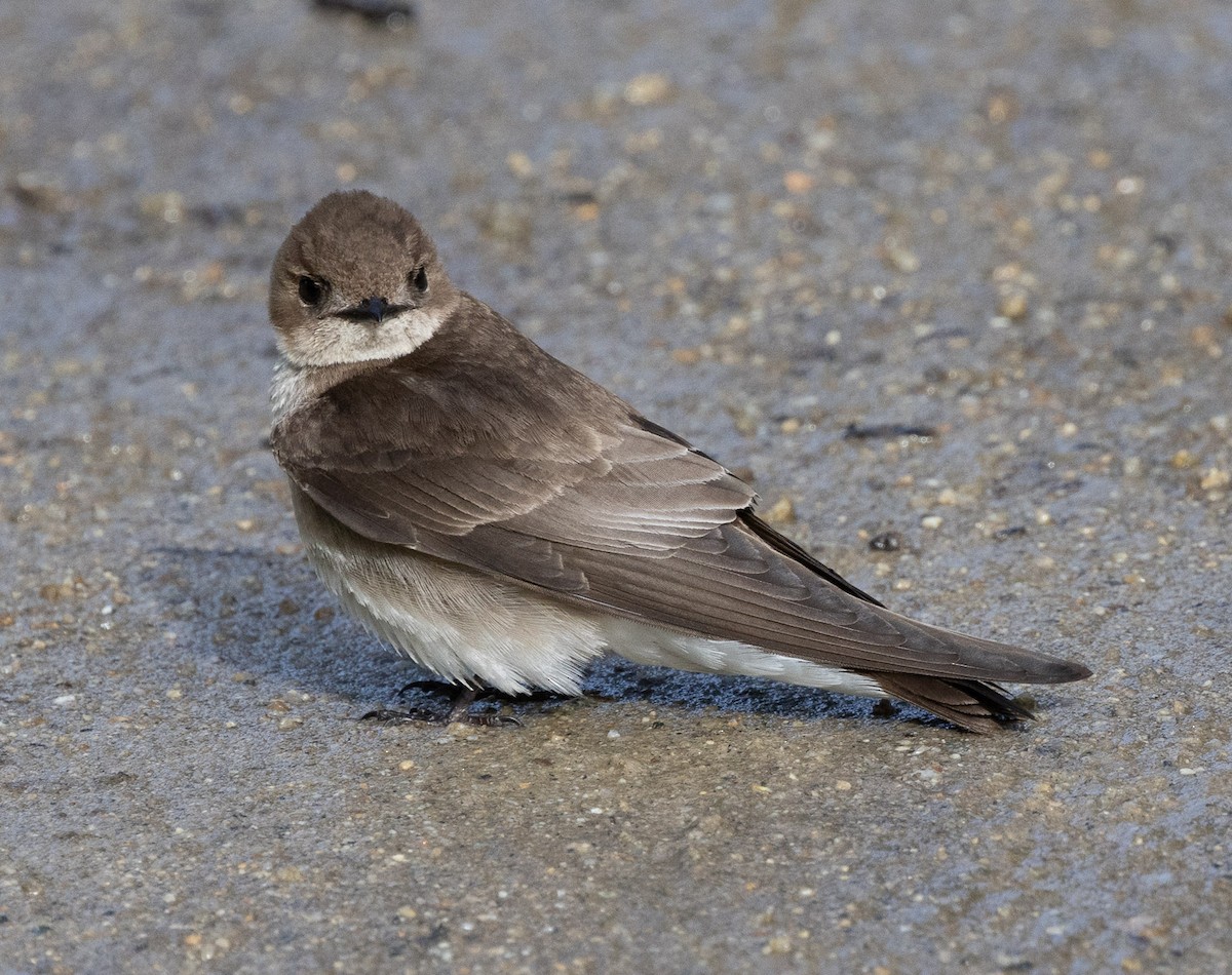 Northern Rough-winged Swallow - ML618003066