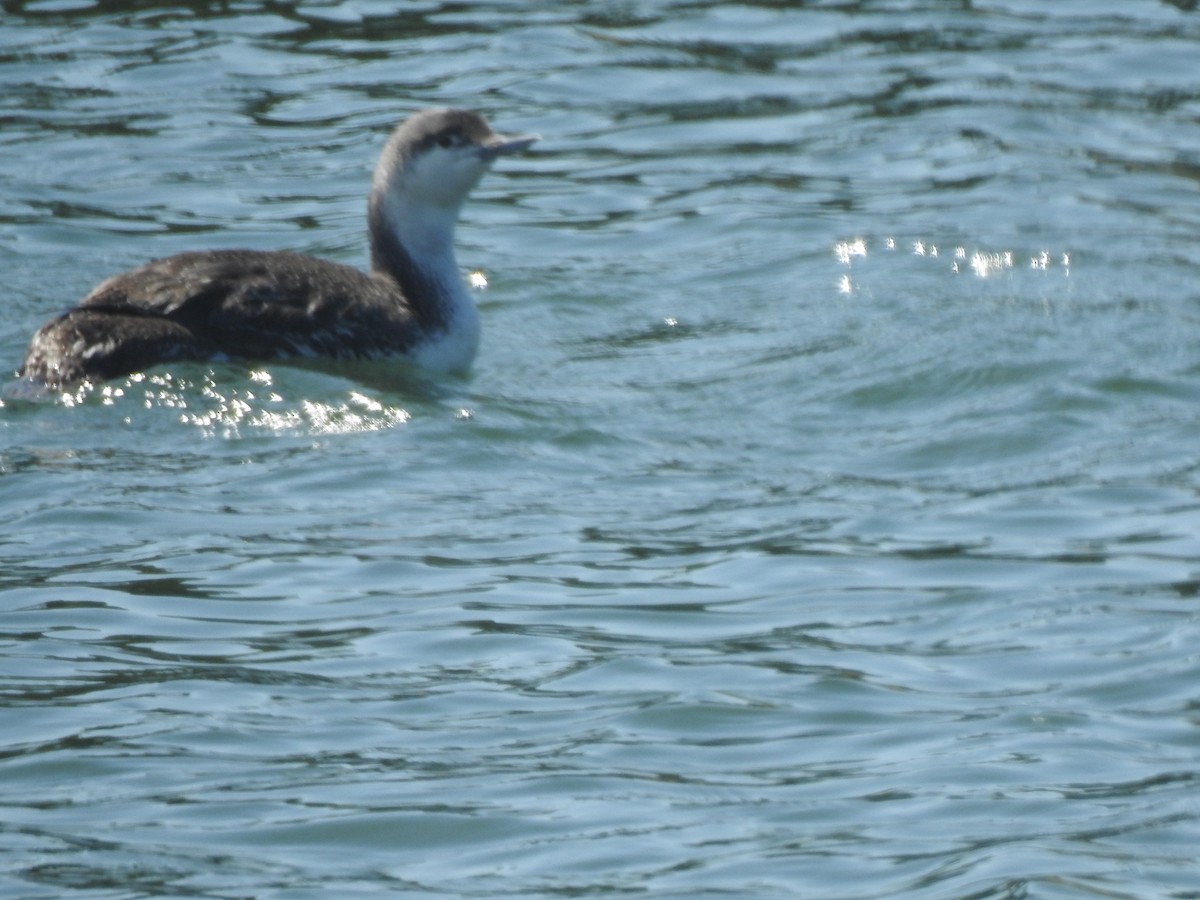 Red-throated Loon - Layton Pace
