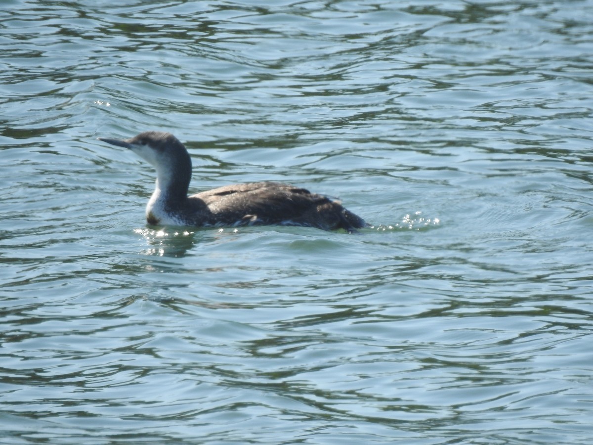 Red-throated Loon - ML618003109