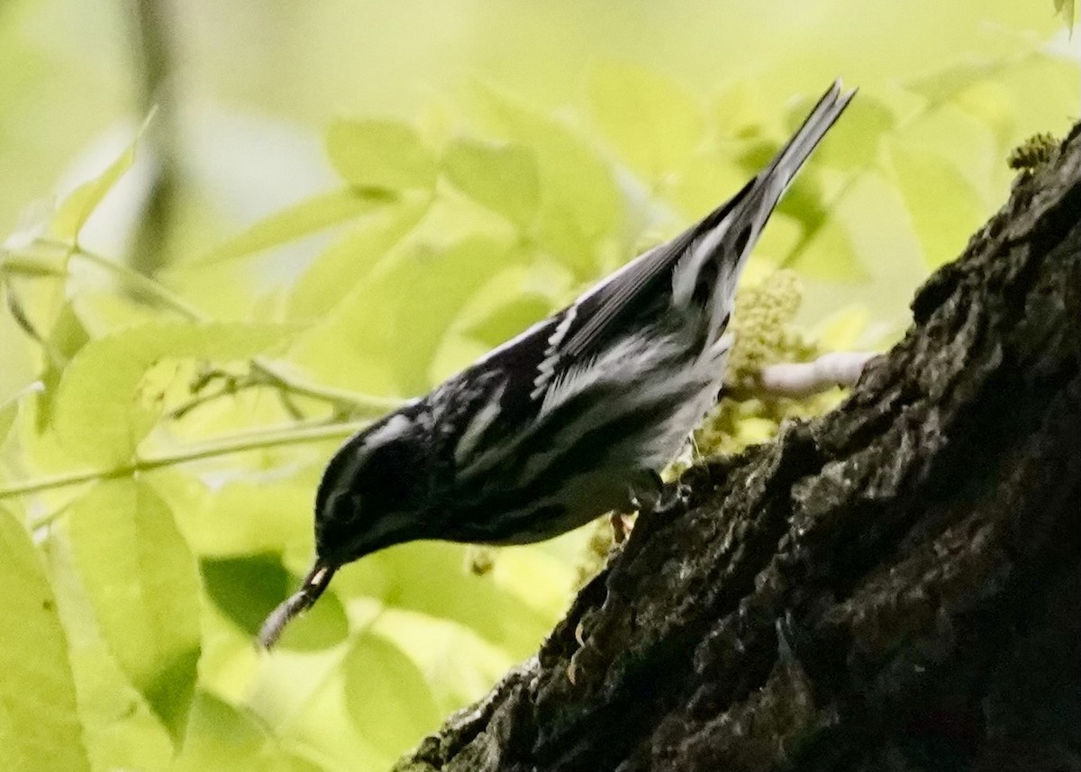Black-and-white Warbler - ML618003110