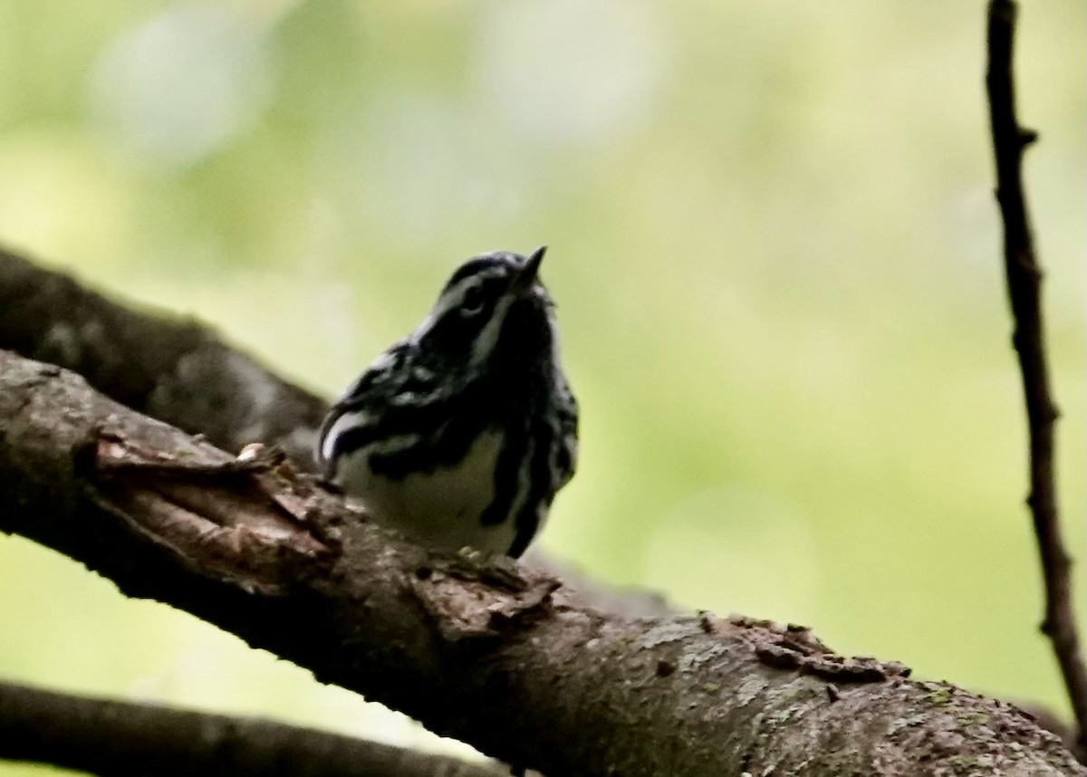 Black-and-white Warbler - ML618003111