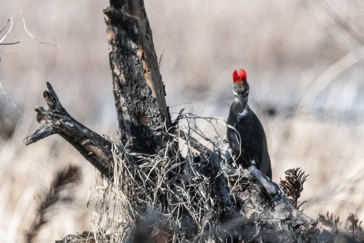 Pileated Woodpecker - FELIX-MARIE AFFA'A