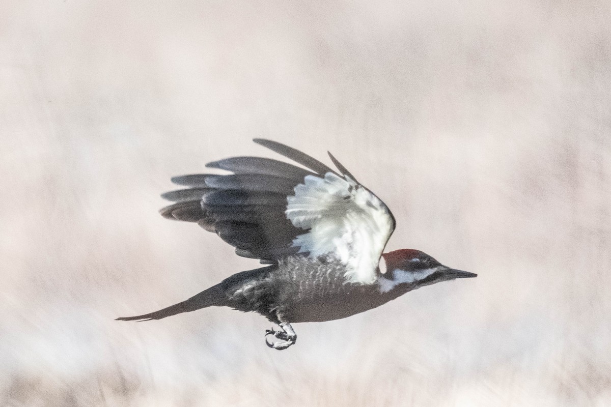 Pileated Woodpecker - ML618003161
