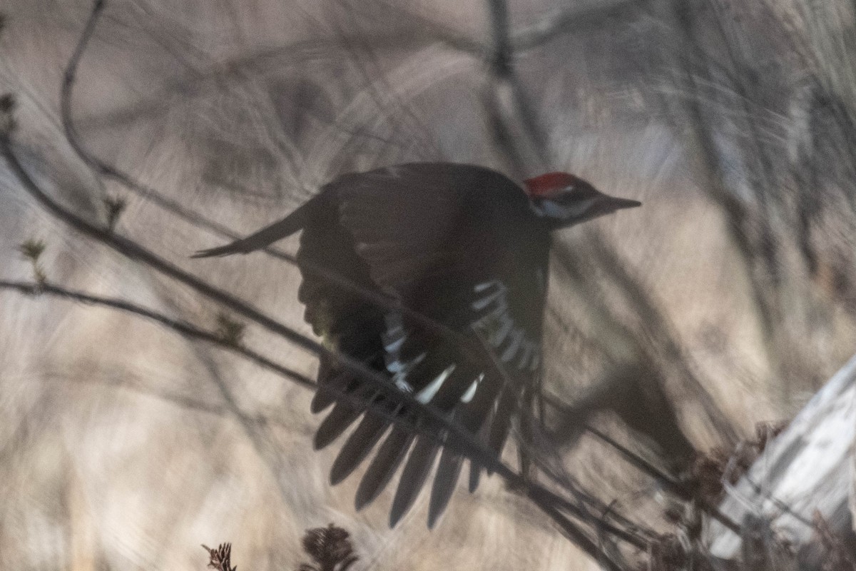Pileated Woodpecker - ML618003164