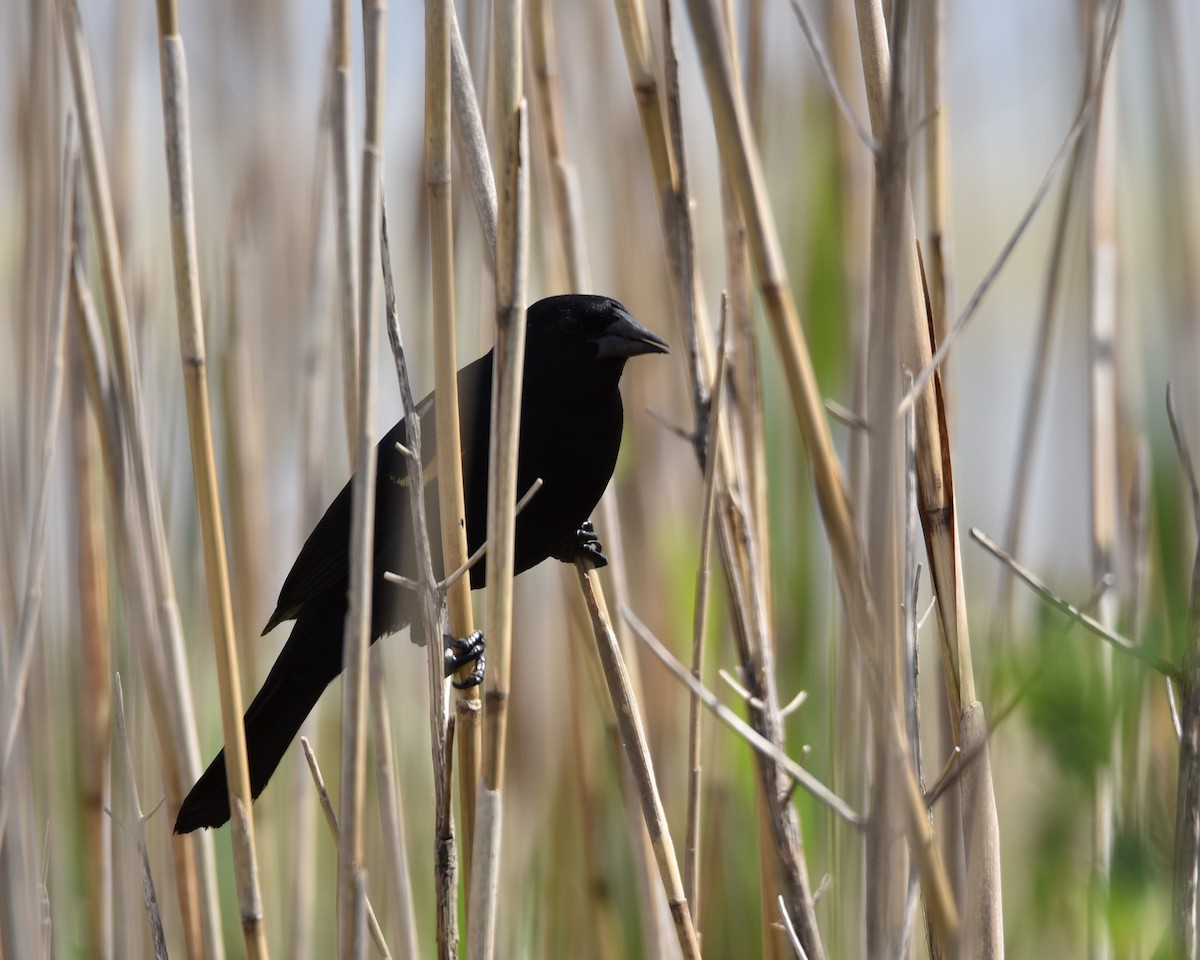 Red-winged Blackbird - Lynn Kohler