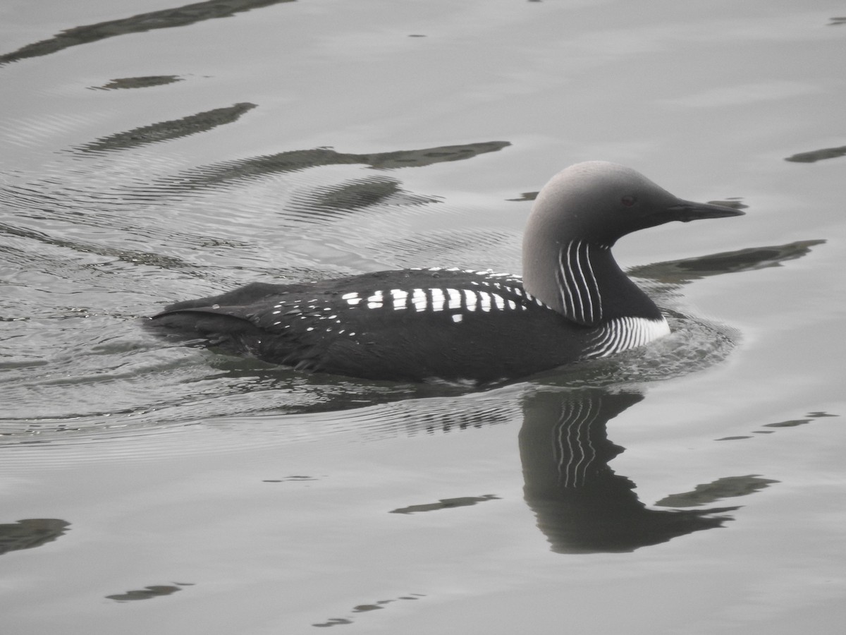 Pacific Loon - Layton Pace