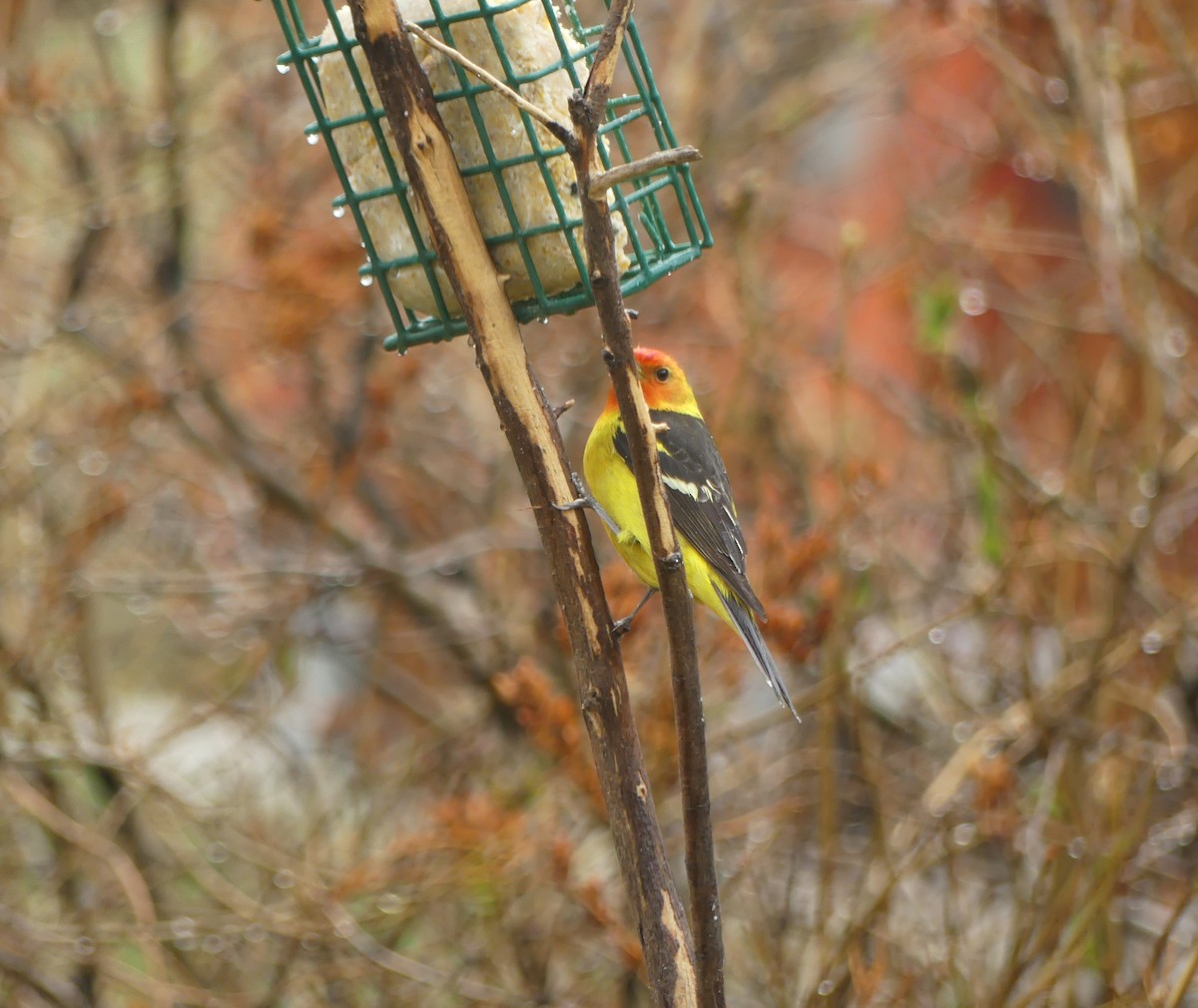 Western Tanager - ML618003193