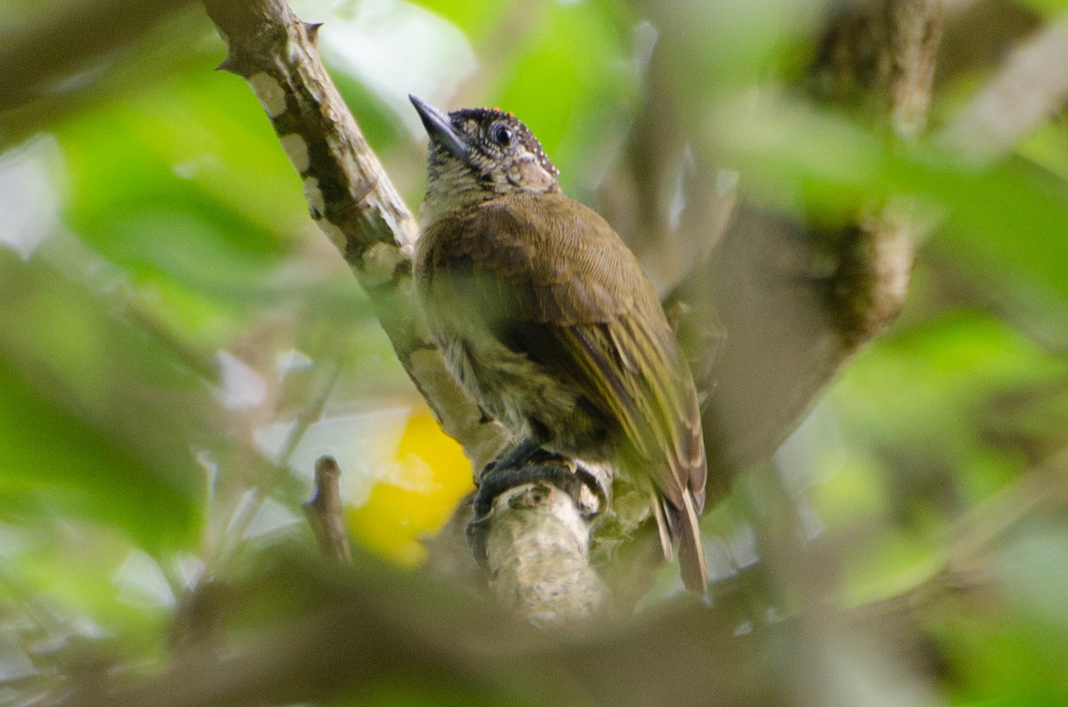 Olivaceous Piculet - ML618003264