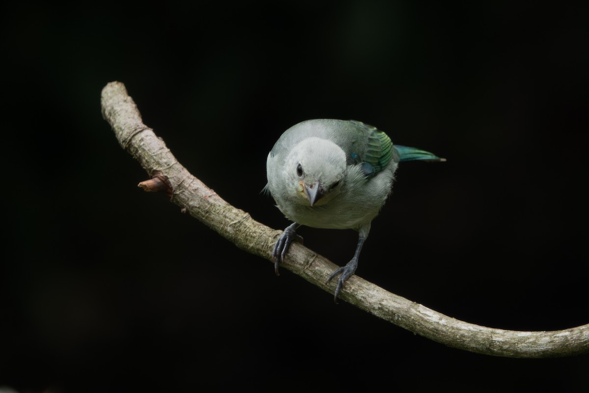 Blue-gray Tanager - ML618003279