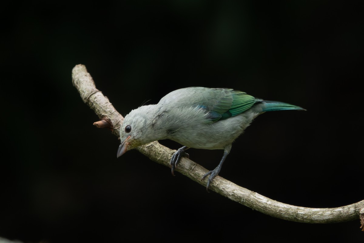 Blue-gray Tanager - ML618003280