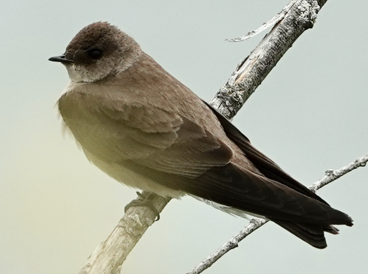 Northern Rough-winged Swallow - ML618003281