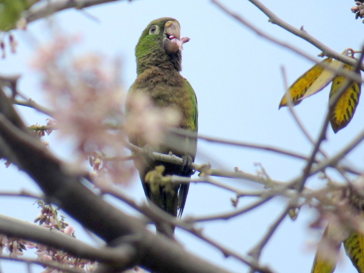 Olive-throated Parakeet - ML618003288