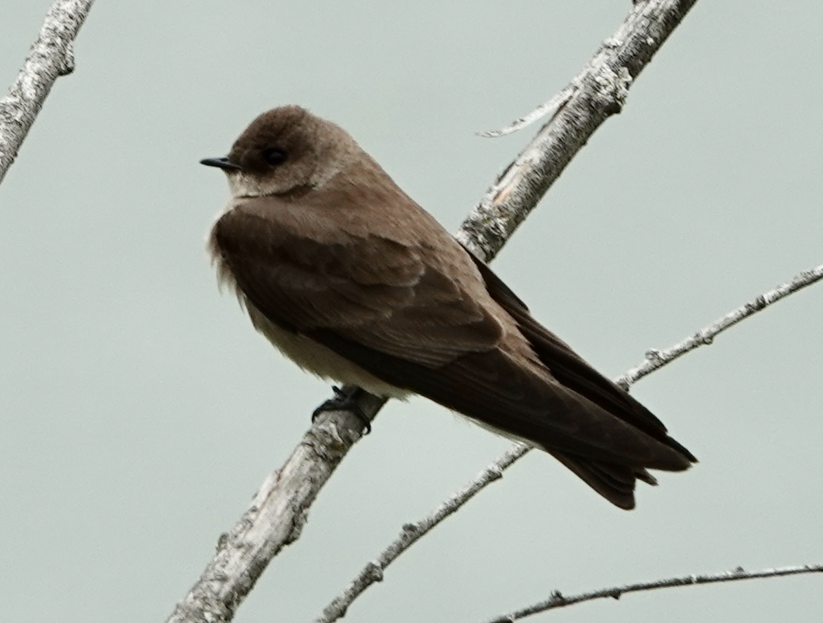 Northern Rough-winged Swallow - ML618003290