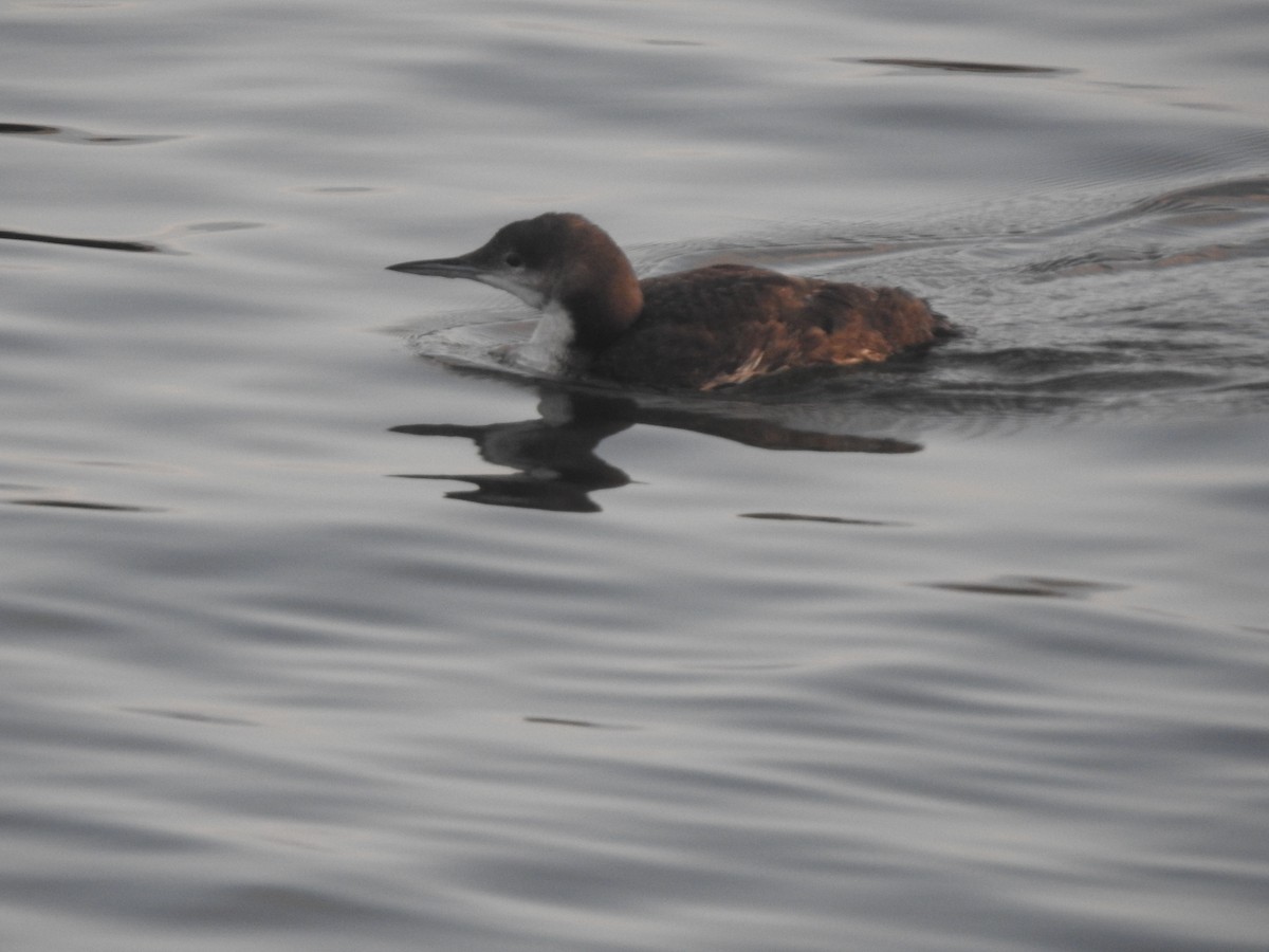 Common Loon - Layton Pace