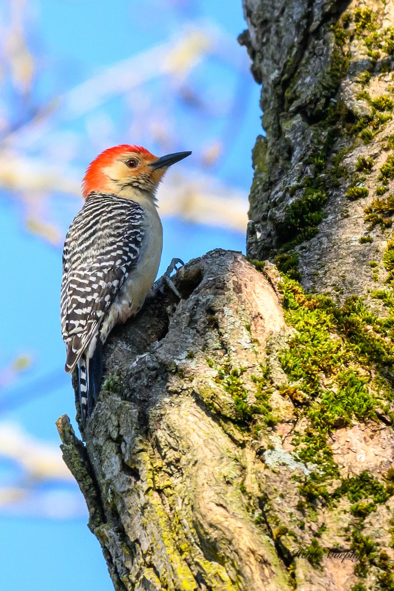 Red-bellied Woodpecker - ML618003303