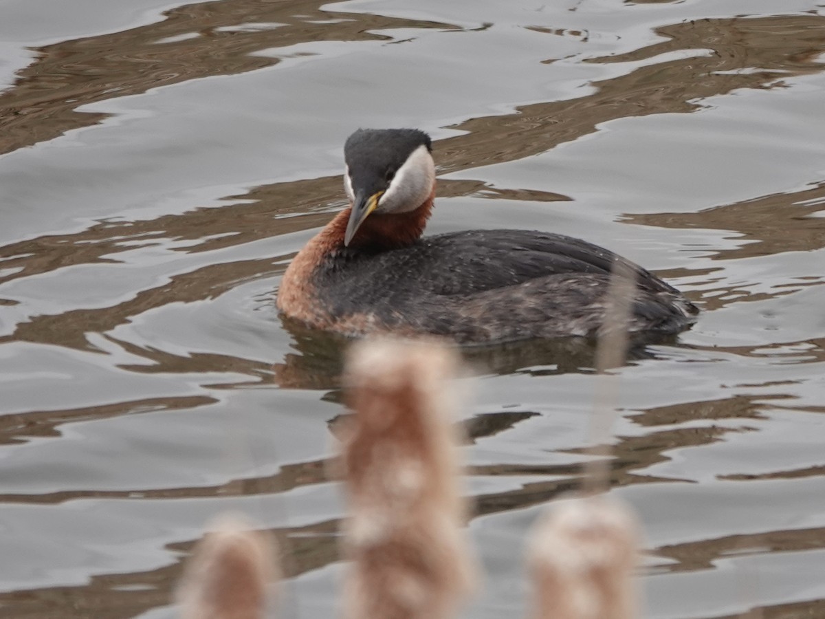 Red-necked Grebe - ML618003319