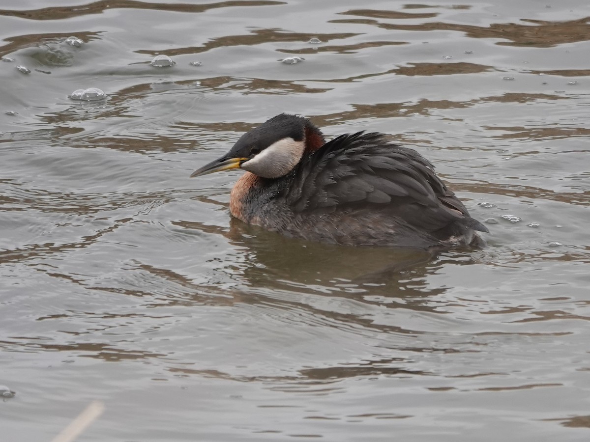Red-necked Grebe - ML618003320